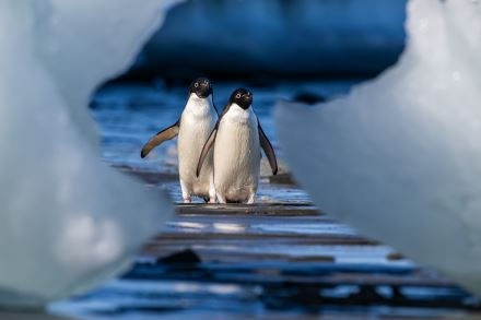 ANTARKTIDA: VŠECHNO, NEBO NIC (2)