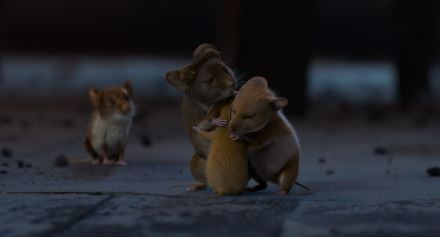 Myši v akci: Vánoční past (11)