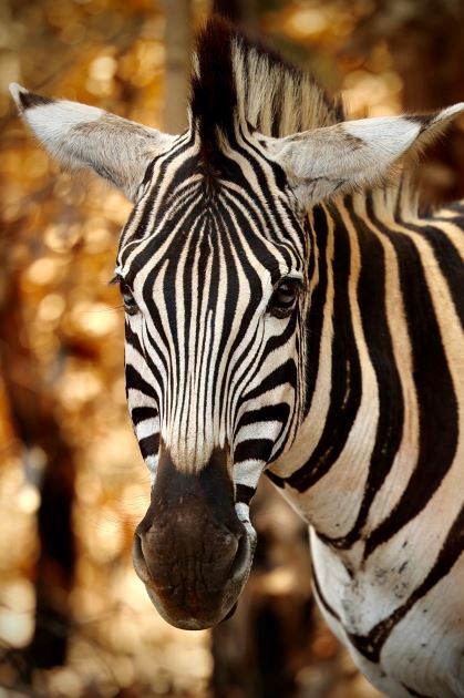 TONY RŮŽEK: AFRIKOU Z AUSTRÁLIE DO EVROPY